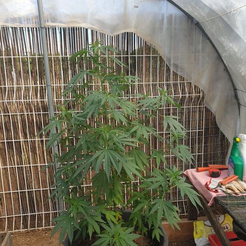 Génétique inconnue growlog timeline photo