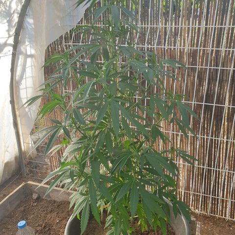 Crystal M.E.T.H. 1 growlog timeline photo