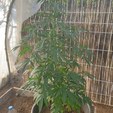 Crystal M.E.T.H. 1 growlog timeline photo