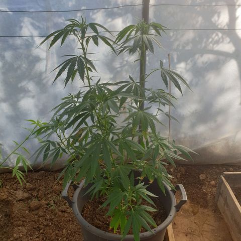 Crystal M.E.T.H. 2 growlog timeline photo