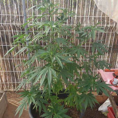 Génétique inconnue growlog timeline photo