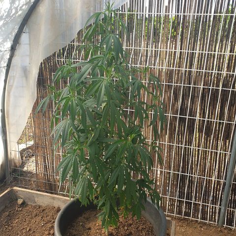 Crystal M.E.T.H. 1 growlog timeline photo
