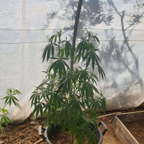 Crystal M.E.T.H. 2 growlog timeline photo