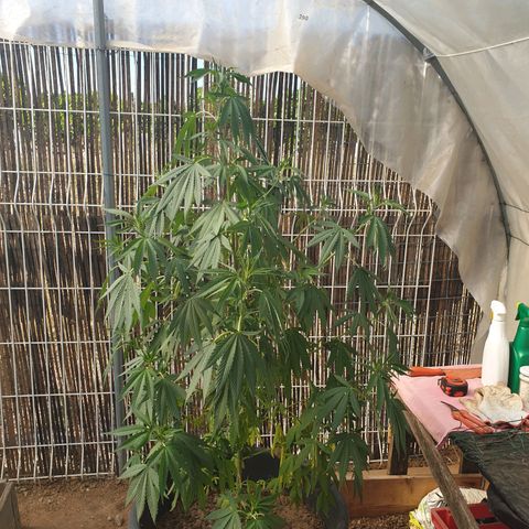 Génétique inconnue growlog timeline photo