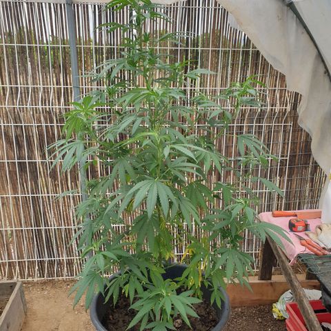 Génétique inconnue growlog timeline photo