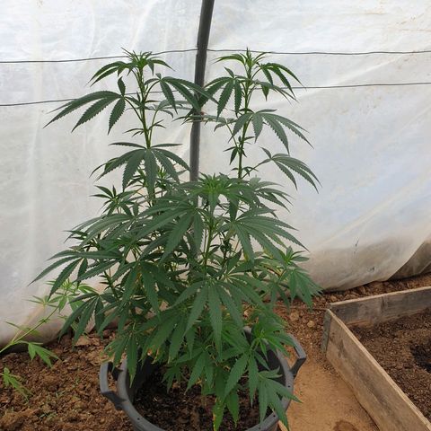 Crystal M.E.T.H. 2 growlog timeline photo