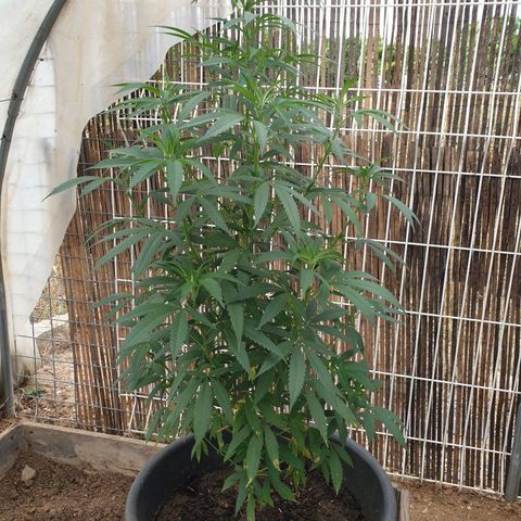 Crystal M.E.T.H. 1 growlog timeline photo