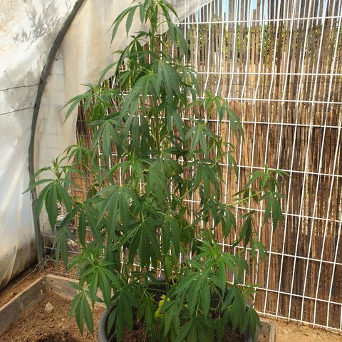 Crystal M.E.T.H. 1 growlog timeline photo