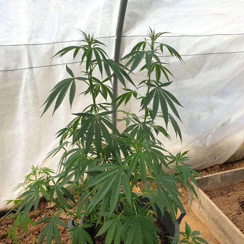 Crystal M.E.T.H. 2 growlog timeline photo