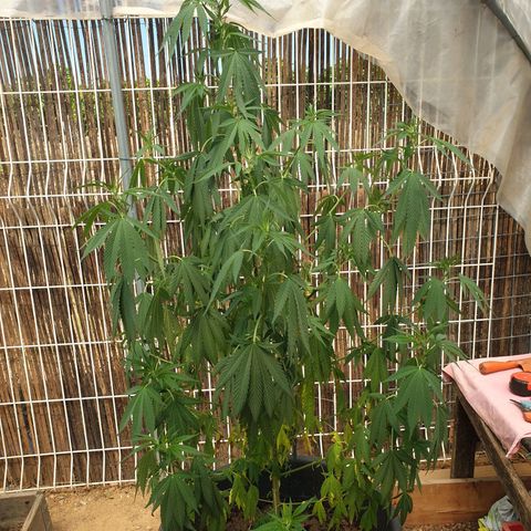 Génétique inconnue growlog timeline photo