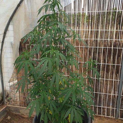 Crystal M.E.T.H. 1 growlog timeline photo