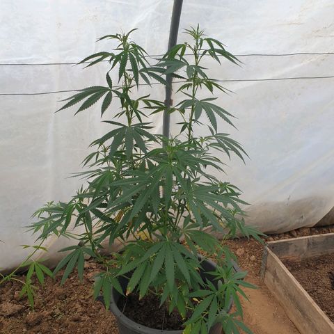 Crystal M.E.T.H. 2 growlog timeline photo