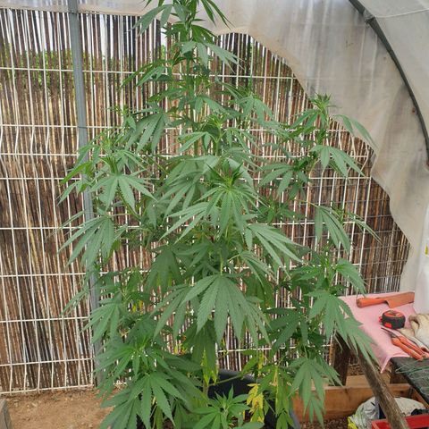 Génétique inconnue growlog timeline photo