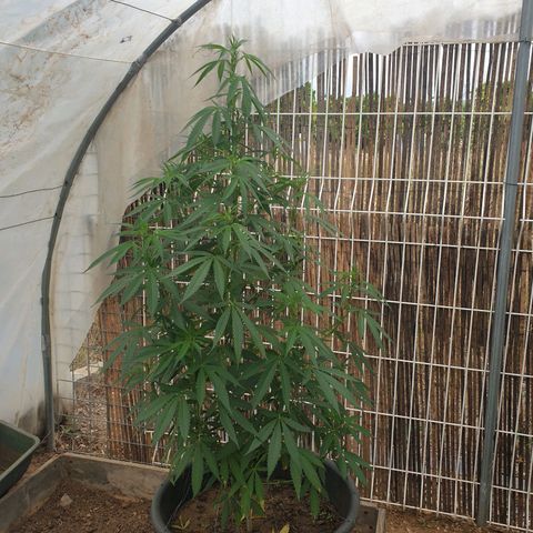 Crystal M.E.T.H. 1 growlog timeline photo