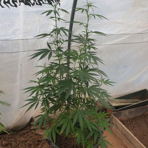 Crystal M.E.T.H. 2 growlog timeline photo