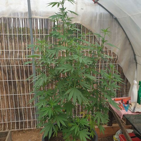 Génétique inconnue growlog timeline photo
