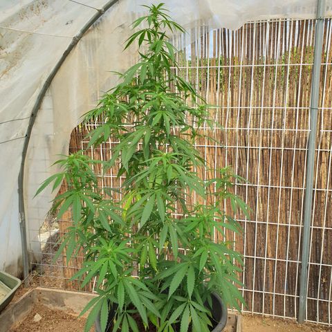 Crystal M.E.T.H. 1 growlog timeline photo