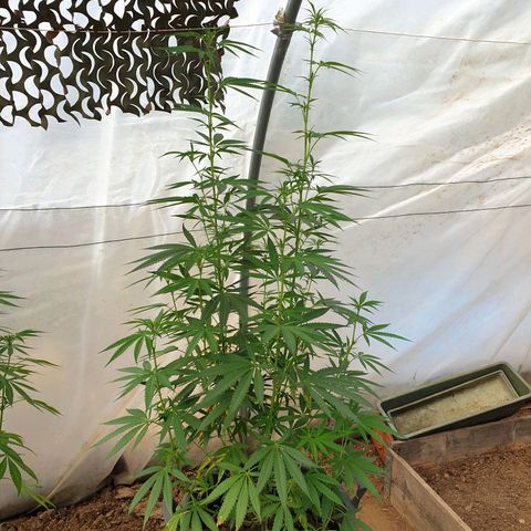 Crystal M.E.T.H. 2 growlog timeline photo