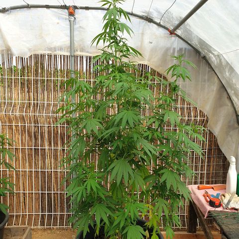 Génétique inconnue growlog timeline photo