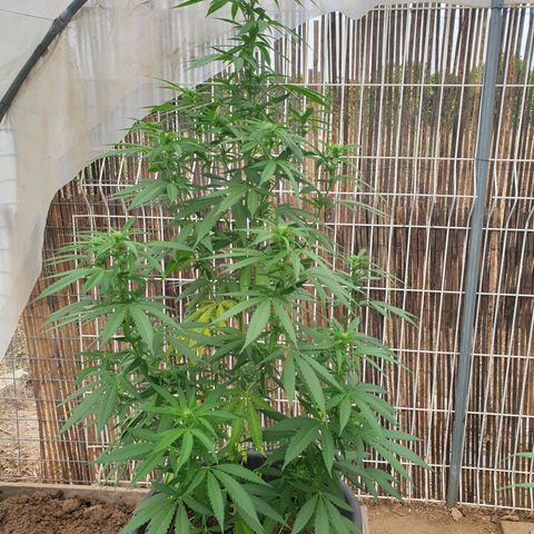 Crystal M.E.T.H. 1 growlog timeline photo