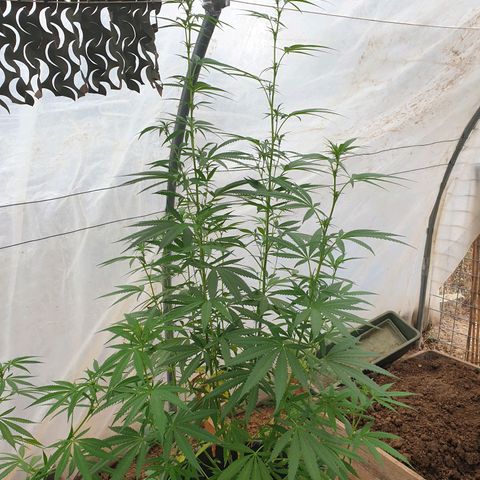 Crystal M.E.T.H. 2 growlog timeline photo