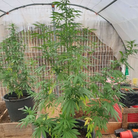 Génétique inconnue growlog timeline photo
