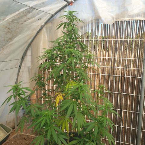 Crystal M.E.T.H. 1 growlog timeline photo