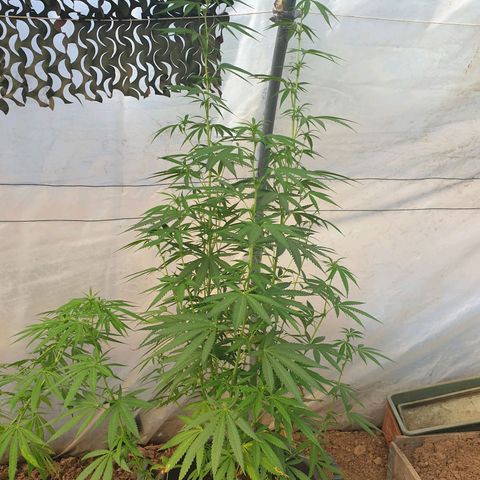 Crystal M.E.T.H. 2 growlog timeline photo