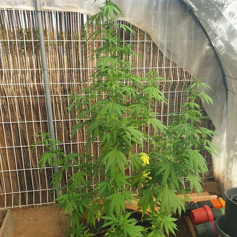 Génétique inconnue growlog timeline photo