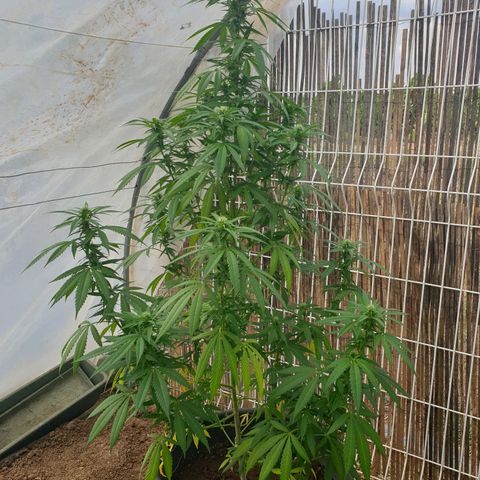 Crystal M.E.T.H. 1 growlog timeline photo