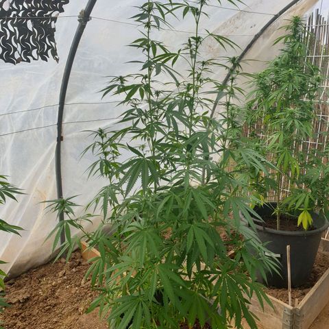 Crystal M.E.T.H. 2 growlog timeline photo