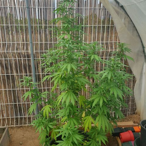 Génétique inconnue growlog timeline photo