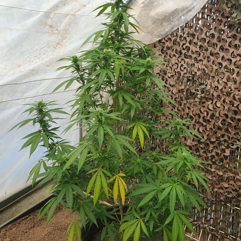 Crystal M.E.T.H. 1 growlog timeline photo
