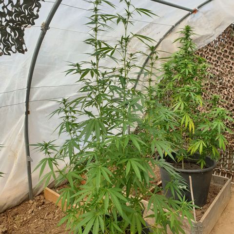 Crystal M.E.T.H. 2 growlog timeline photo