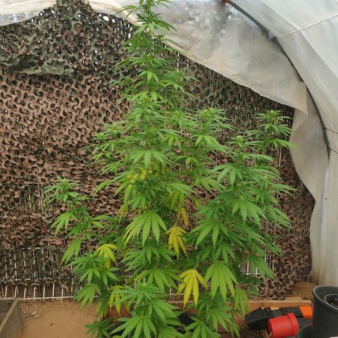 Génétique inconnue growlog timeline photo