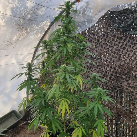 Crystal M.E.T.H. 1 growlog timeline photo