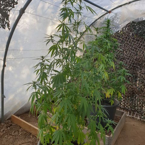 Crystal M.E.T.H. 2 growlog timeline photo