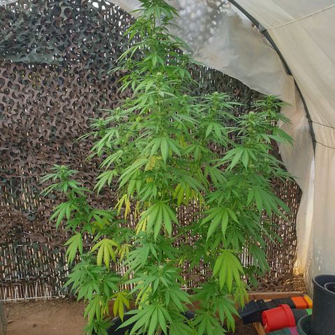 Génétique inconnue growlog timeline photo