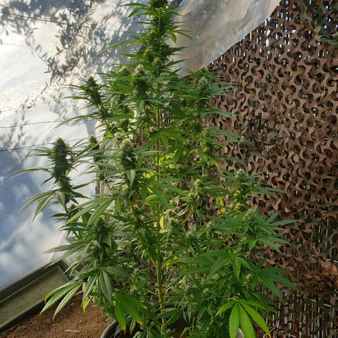 Crystal M.E.T.H. 1 growlog timeline photo