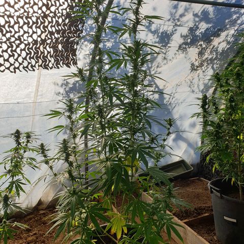 Crystal M.E.T.H. 2 growlog timeline photo