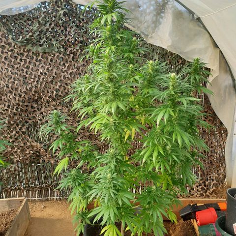 Génétique inconnue growlog timeline photo