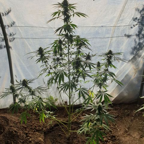 Génétique inconnue growlog timeline photo