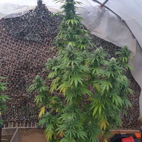 Génétique inconnue growlog timeline photo