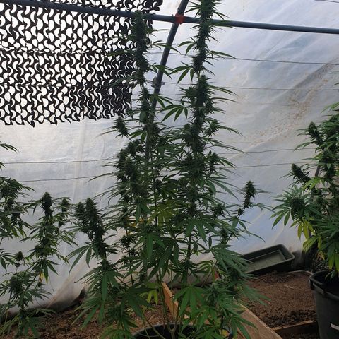 Crystal M.E.T.H. 2 growlog timeline photo