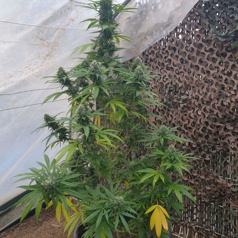 Crystal M.E.T.H. 1 growlog timeline photo