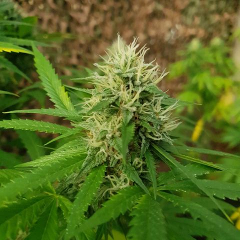 Crystal M.E.T.H. 1 growlog timeline photo