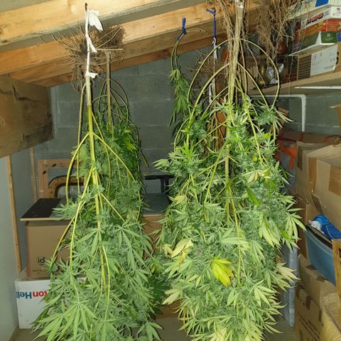 Crystal M.E.T.H. 2 growlog timeline photo