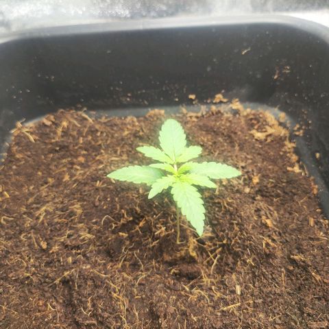 Watermellon growlog timeline photo