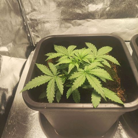 Watermellon growlog timeline photo