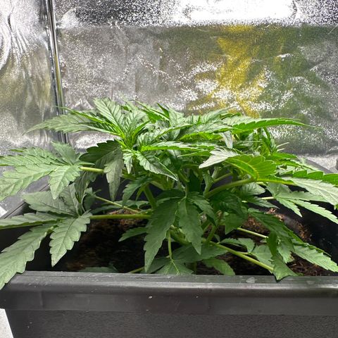 Watermellon growlog timeline photo